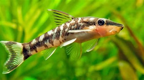 Otocinclus Catfish Care: Complete Guid.